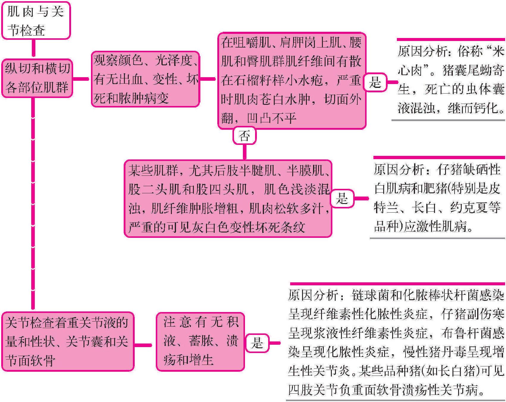 十八、肌肉與關(guān)節(jié)